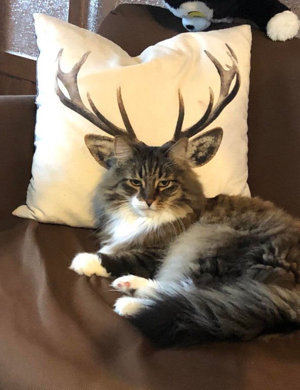 deer cat